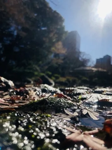 地面すれすれから見た、水に濡れて光る落葉と苔。逆光で無数の光の粒が散り、奥に黒い木立とビルの影、右上に太陽がある。