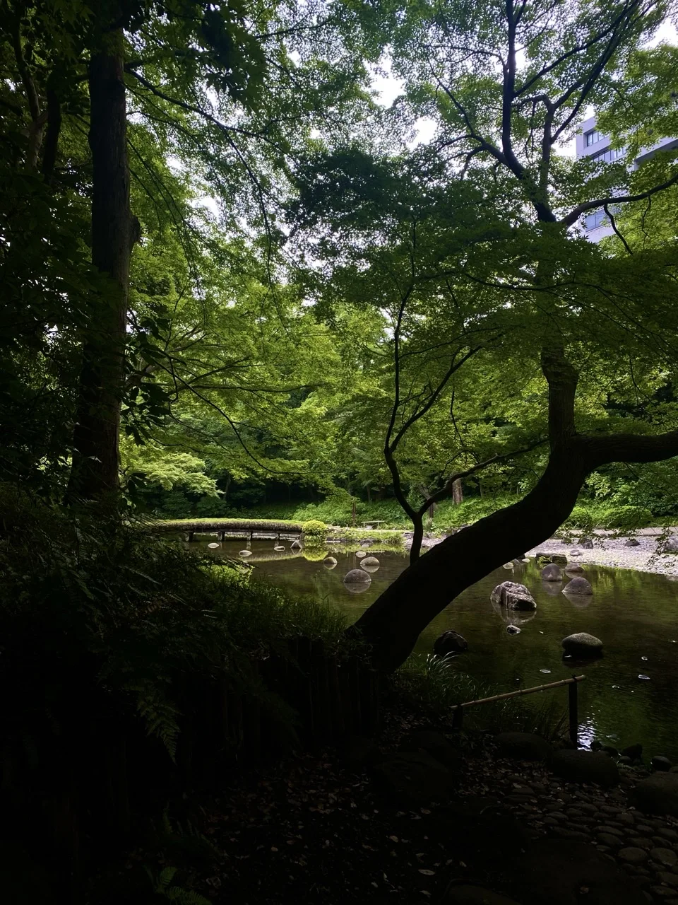 池の岸に木の枝が張り出し、水面に丸い石が並ぶ。奥に苔むした土の橋。