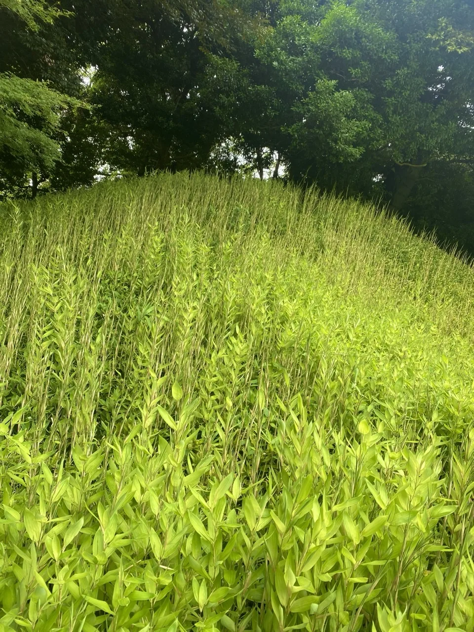 明るい緑の下草が斜面一面を覆い、その上に細い穂が伸びる。奥に木立。