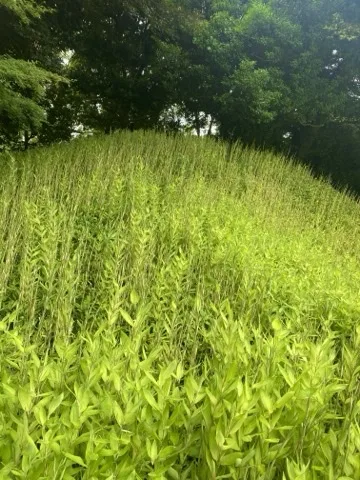 明るい緑の下草が斜面一面を覆い、その上に細い穂が伸びる。奥に木立。