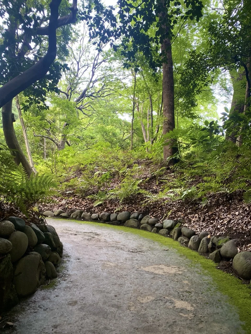 玉石で縁取られた土の園路が右へ緩く曲がり、その先が見えなくなる。左右は羊歯の茂る斜面と新緑の木立で、路面に木漏れ日が落ちている。