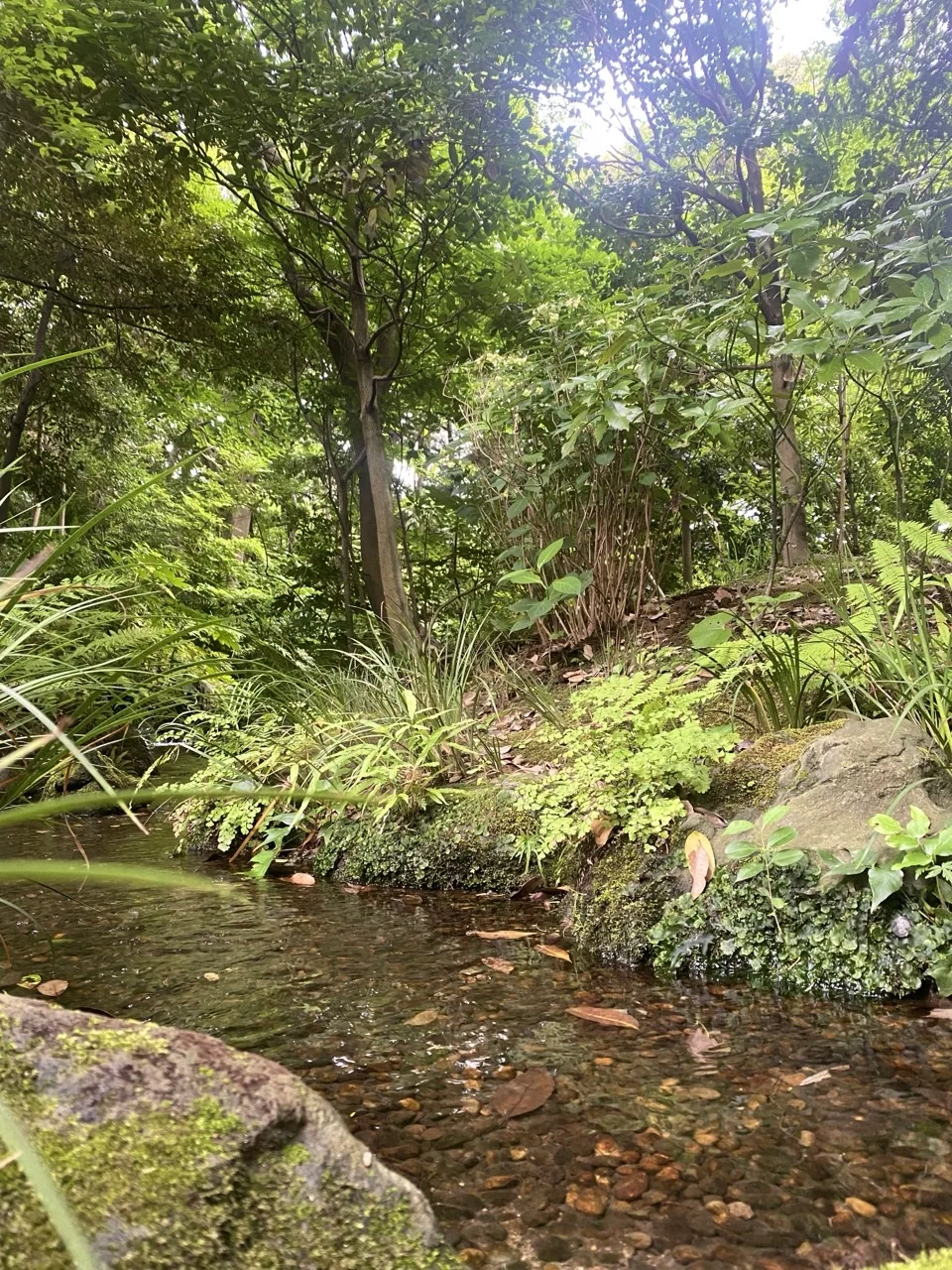 木立の下の浅い流れ。水底の小石と落ち葉が透けて見え、岸にシダと下草が茂る。