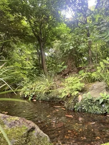 木立の下の浅い流れ。水底の小石と落ち葉が透けて見え、岸にシダと下草が茂る。
