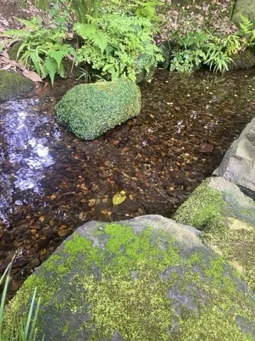 清流の水中の石と落ち葉。苔むした岩があり、左上に水面の反射光が入る。