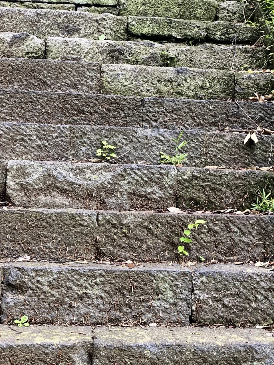 荒く削った石を積んだ石段。段と段の合わせ目から小さな草が数か所生えている。