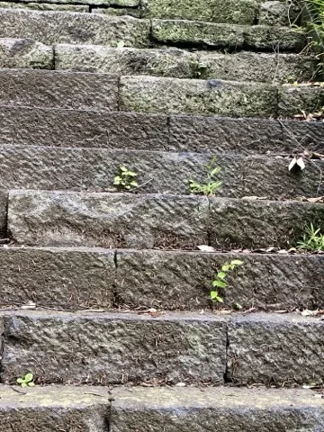 荒く削った石を積んだ石段。段と段の合わせ目から小さな草が数か所生えている。