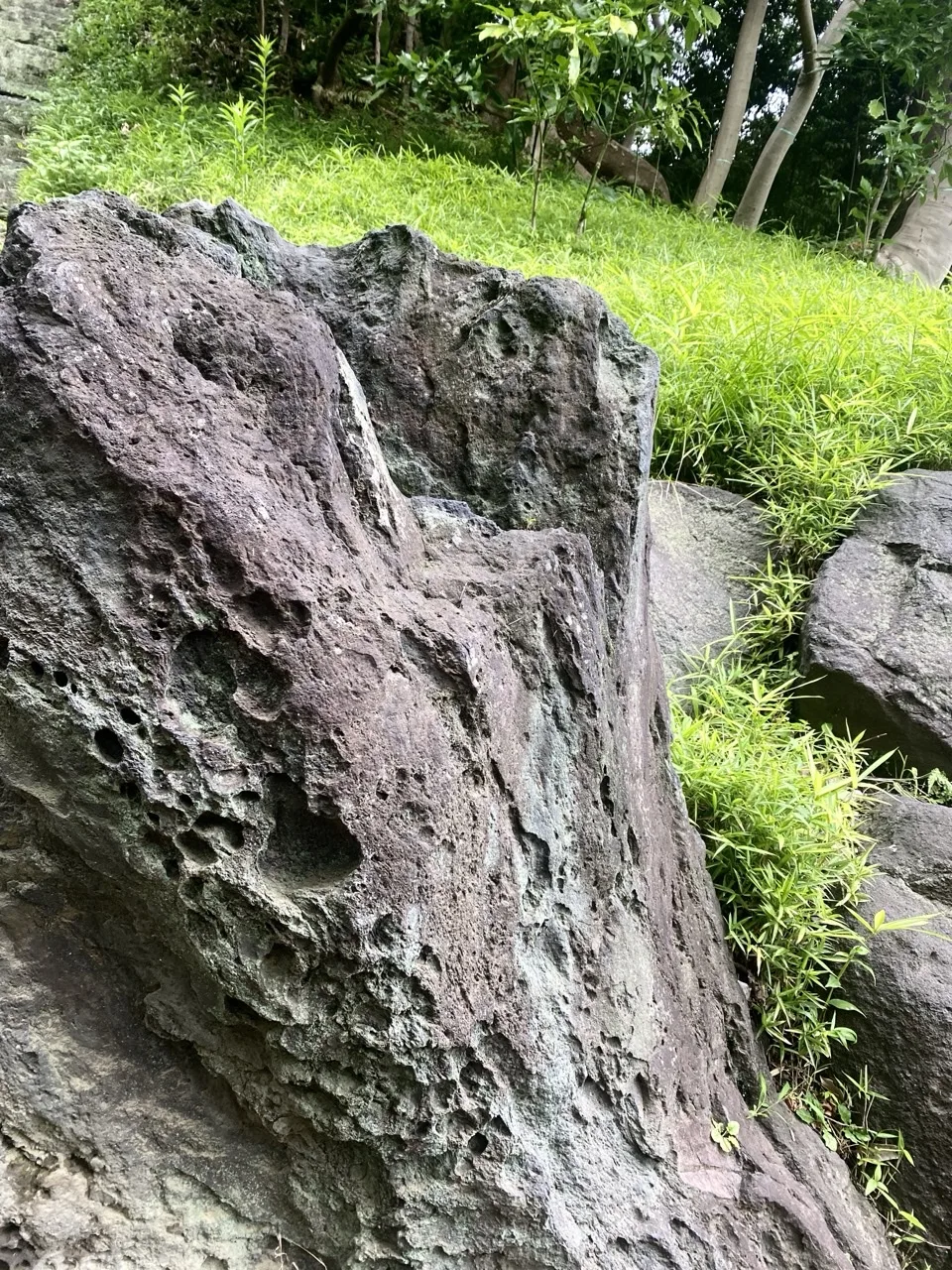 穴の多い大きな庭石の寄り。稜線が画面を斜めに貫き、背景に笹と芝地、木立が見える。