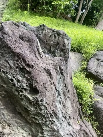 穴の多い大きな庭石の寄り。稜線が画面を斜めに貫き、背景に笹と芝地、木立が見える。