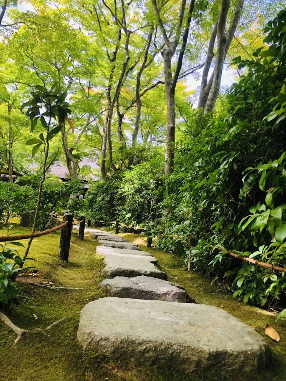 一面の苔の上に、大きな平たい飛石が奥へ続く。両側に若葉の楓と低い縄の柵。