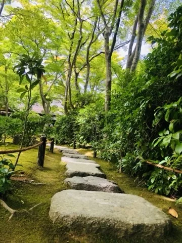 一面の苔の上に、大きな平たい飛石が奥へ続く。両側に若葉の楓と低い縄の柵。