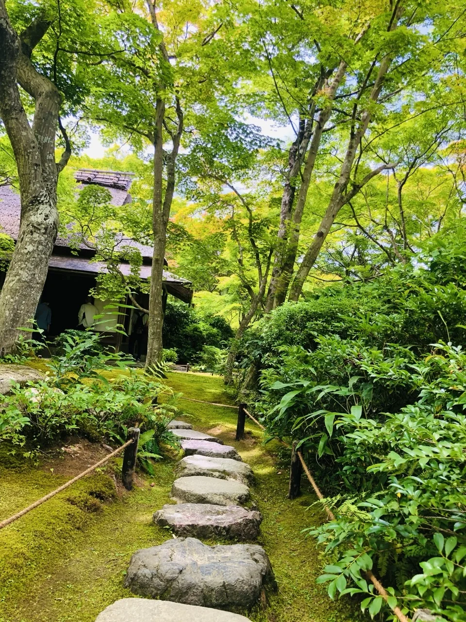 苔の庭に飛石が点々と続き、その先に茅葺屋根の建物が見える。周囲に楓と低木。