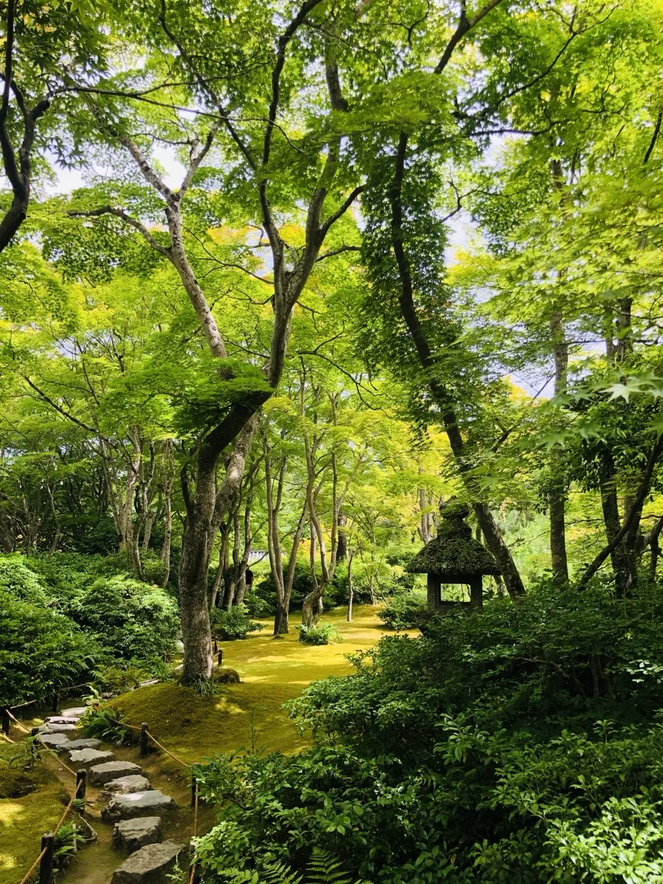 楓の林の下に一面の苔庭が広がり、右手に茅葺屋根の小さな建物、左下に飛石の道。