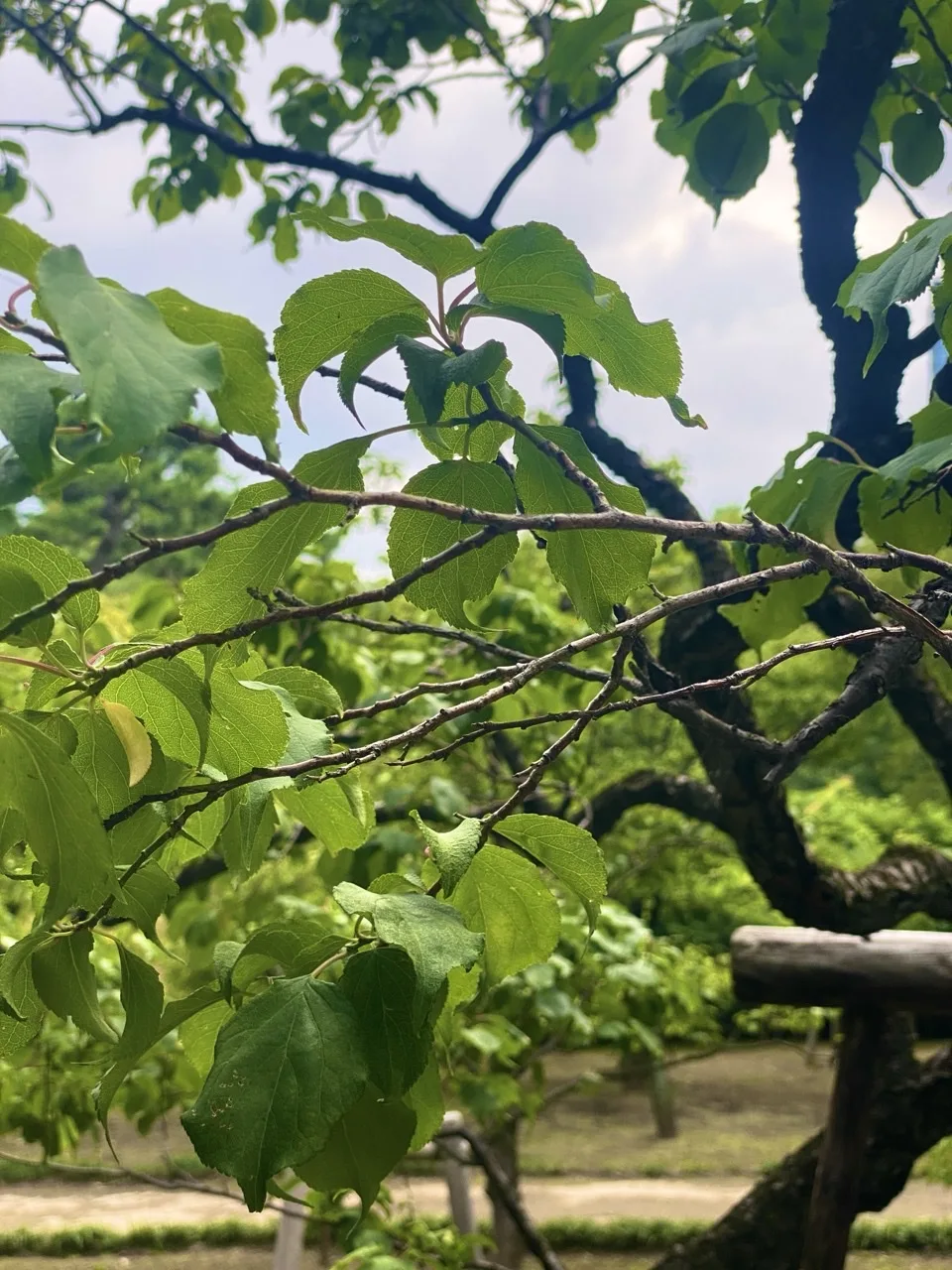 手前に葉のついた細い枝が横に伸び、そこから小枝が分かれる。奥に木の柵と曇り空。