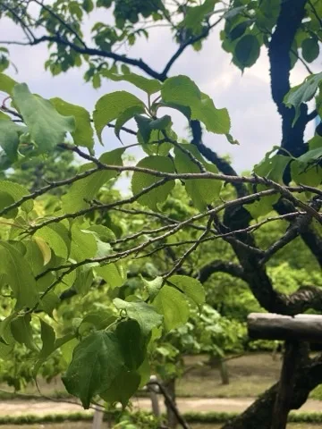 手前に葉のついた細い枝が横に伸び、そこから小枝が分かれる。奥に木の柵と曇り空。