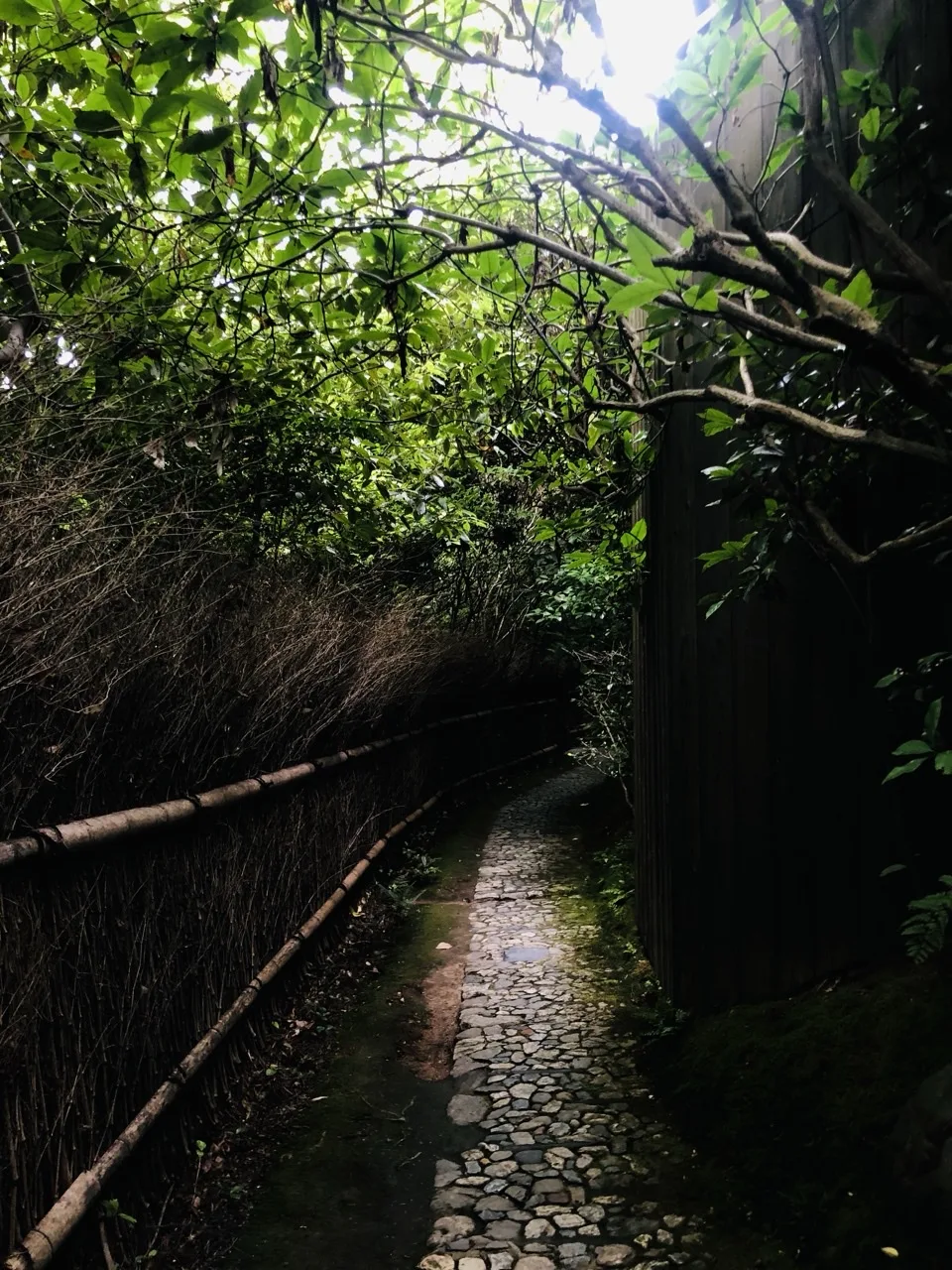 竹垣と生垣にはさまれた暗い小道。足元に白い玉石を敷き詰めた細い道が続き、奥に光が差す。