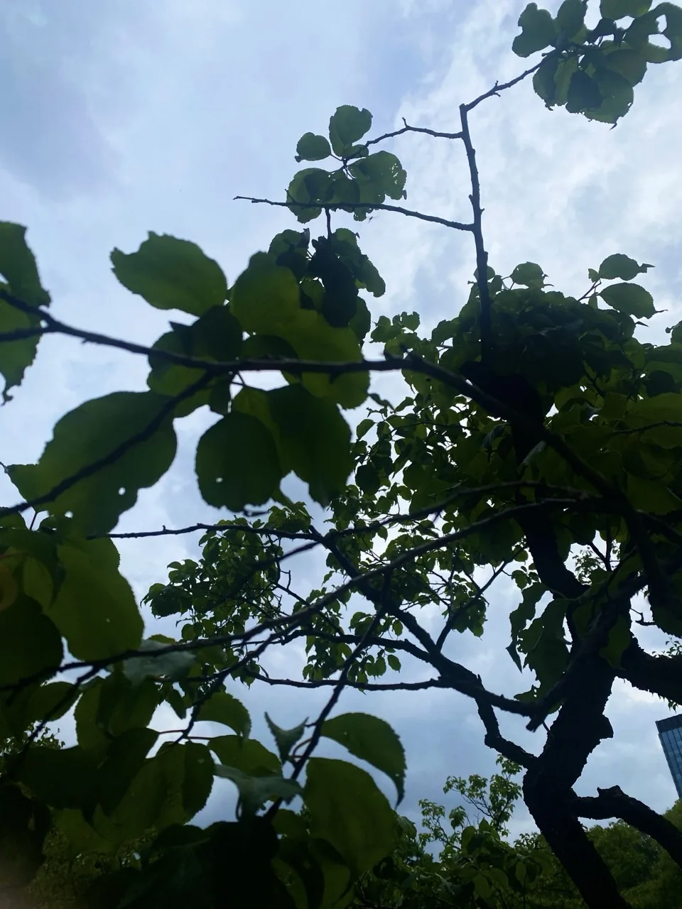 曇り空を背に、見上げた枝と葉が暗いかたまりとして重なる。