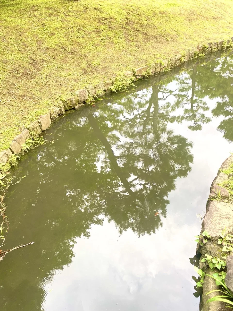 水路の水面に木々が反射し、波紋が広がる。手前に石積みの護岸と芝生。