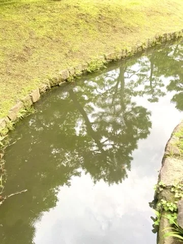 水路の水面に木々が反射し、波紋が広がる。手前に石積みの護岸と芝生。