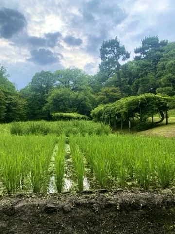 手前に水を張った田で若い稲が並び、奥に藤棚と木立、曇り空。