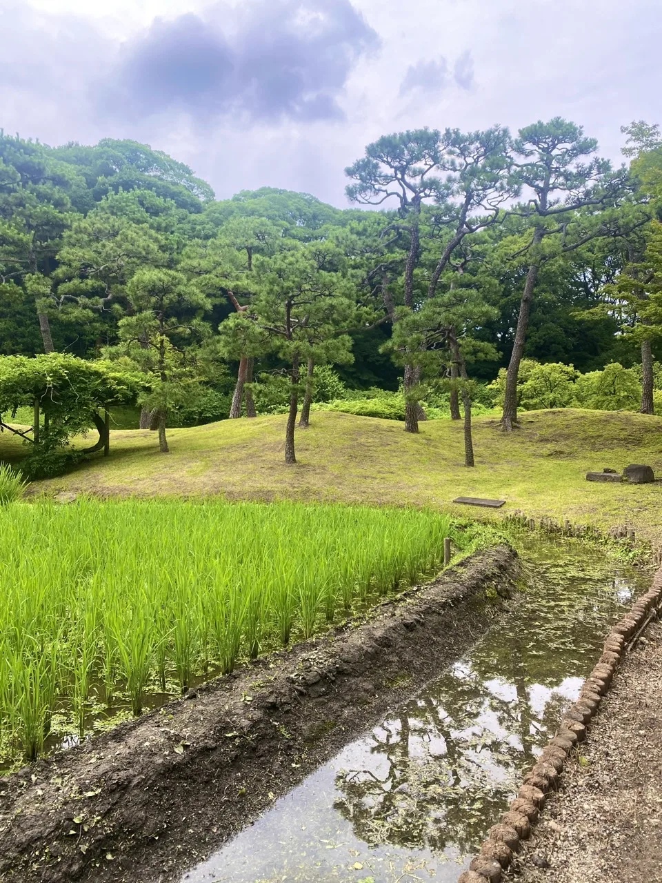 手前に水田、奥の芝生の丘に松が点在する。小さな水路と板が渡してある。