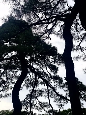 曇り空を背景に、松の幹と枝が交差するシルエット。見上げた角度。