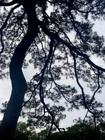 曇り空を背に、大きく曲がった松の幹と枝が黒い影として広がる。
