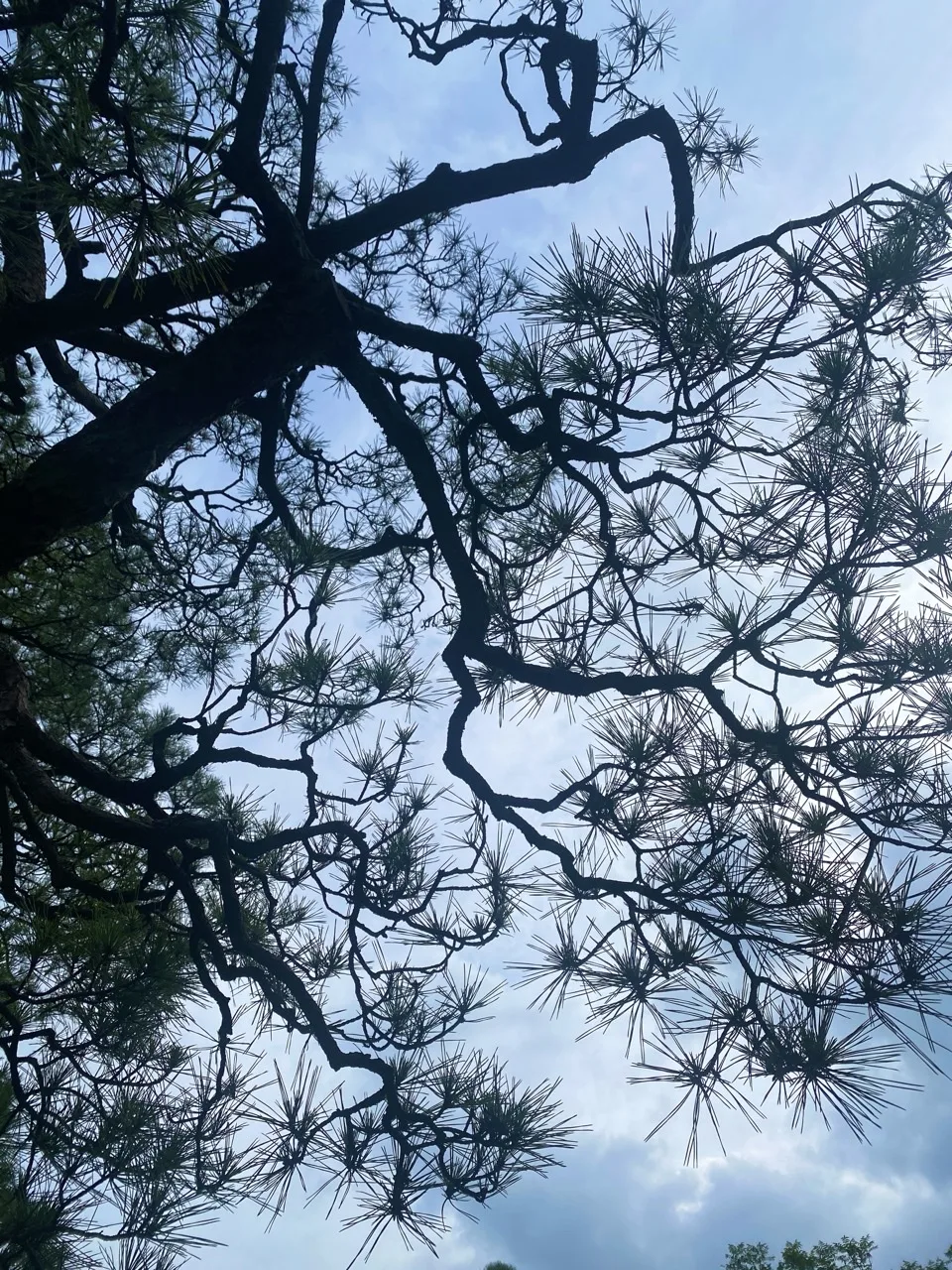 明るい青空を背景に、松の枝の曲線と針葉がくっきりと見える。見上げた角度。