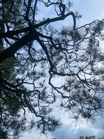 明るい青空を背景に、松の枝の曲線と針葉がくっきりと見える。見上げた角度。