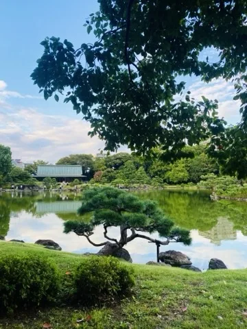 池のほとりに枝を横へ低く広げた松。奥に緑色の屋根の建物と対岸の刈り込み、青空。