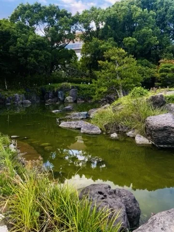 緑色に澄んだ池の水面に木々と青空が映り込む。水際には黒っぽい岩が点々と並び、右手には草の茂る岸と大きな岩がある。左手前にはススキのような穂をつけた草が伸び、奥には濃い緑の高木が壁のように連なる