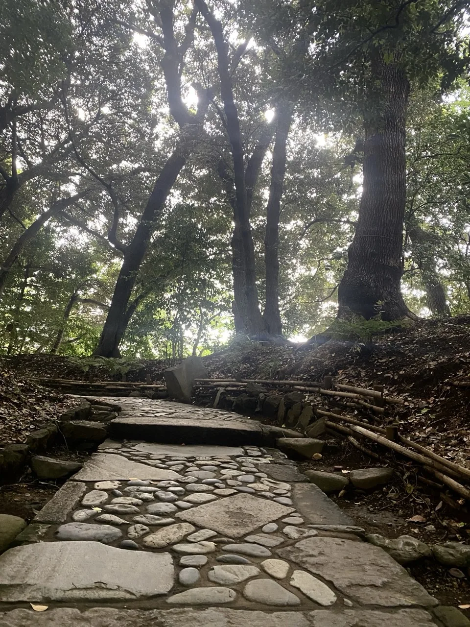 木立の下の石畳の道。中央に丸い玉石をはめ込んだ模様があり、奥から光が差す。