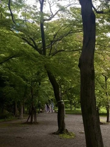楓の木立の中を通る広い砂利道。太い幹が手前と奥に立ち、遠くに歩く人が数人。