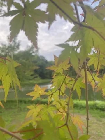 手前に色づき始めた楓の葉が広がり、奥にぼやけた池と岸の緑。