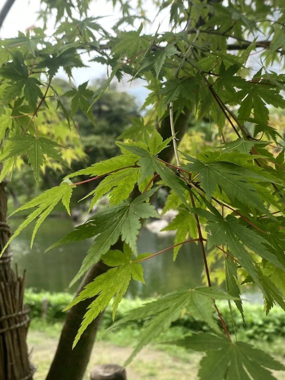 手前に緑の楓の葉が幾重にも広がり、その隙間から奥の池と岸が見える。