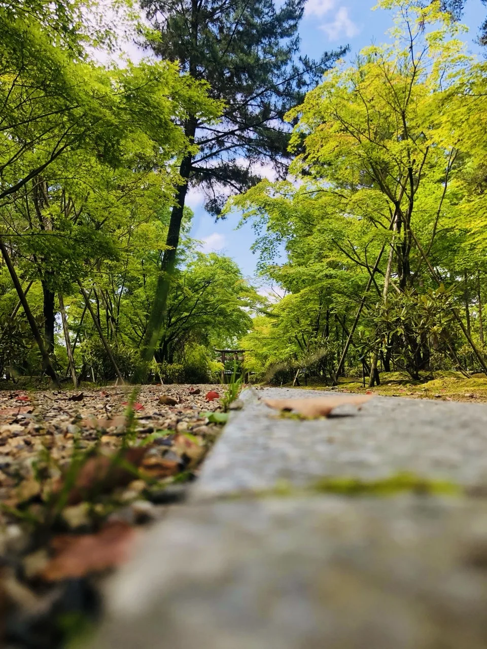 地面すれすれから見た参道。手前に縁石と砂利、奥に新緑の木立と青空、遠くに門。