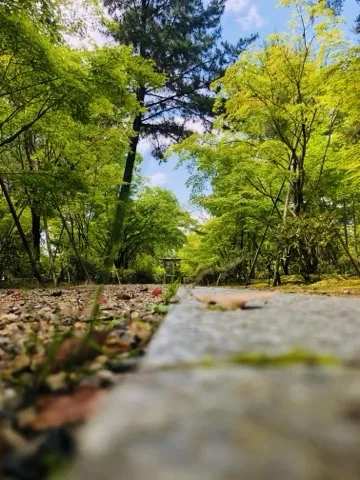地面すれすれから見た参道。手前に縁石と砂利、奥に新緑の木立と青空、遠くに門。