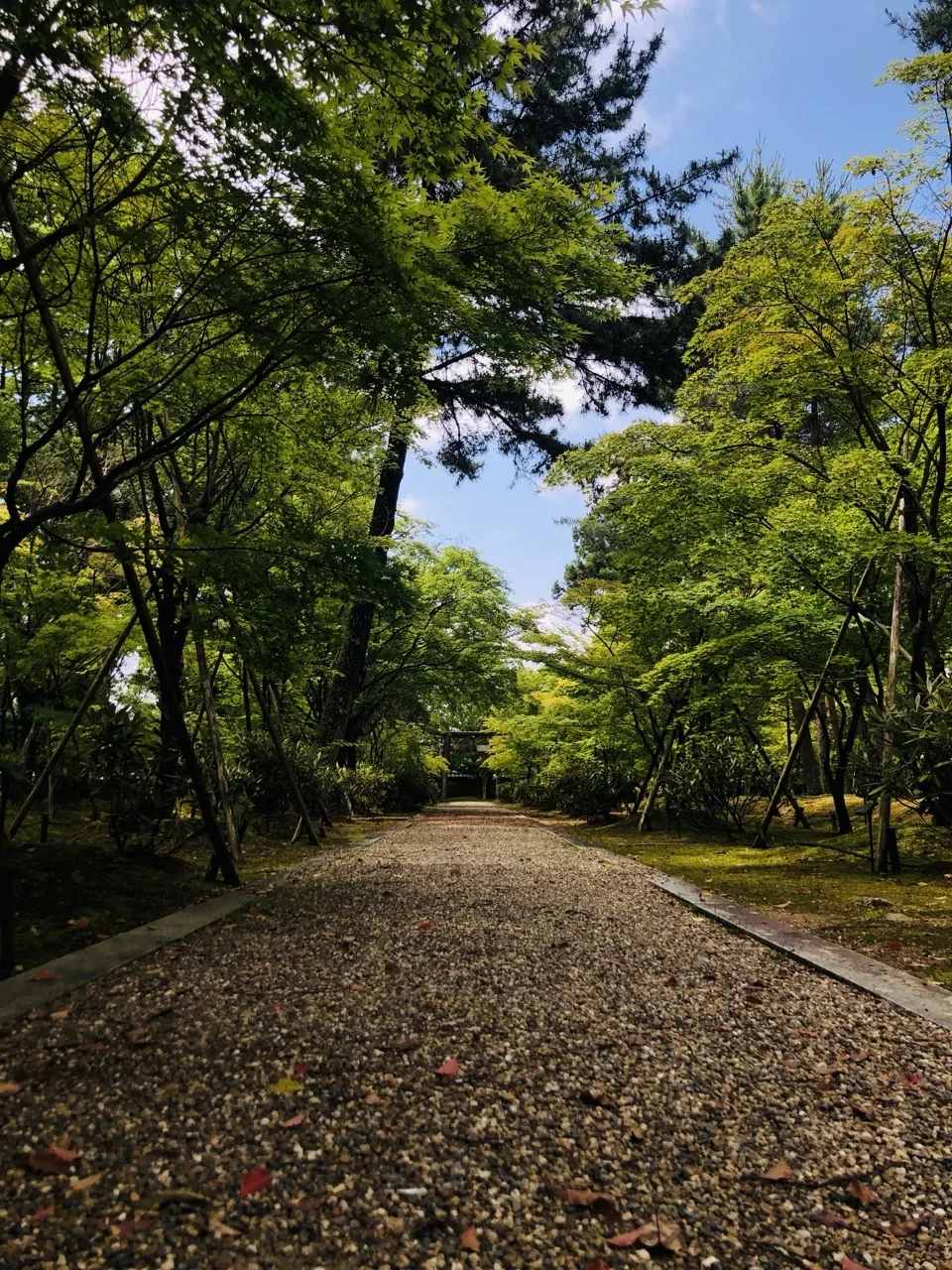 砂利を敷いた広い参道が木立の間をまっすぐ奥へ延び、その先に小さく門が見える。両側は新緑の楓と苔、上に青空がのぞく。