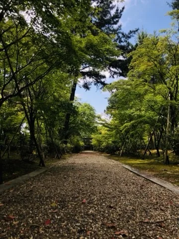 砂利を敷いた広い参道が木立の間をまっすぐ奥へ延び、その先に小さく門が見える。両側は新緑の楓と苔、上に青空がのぞく。
