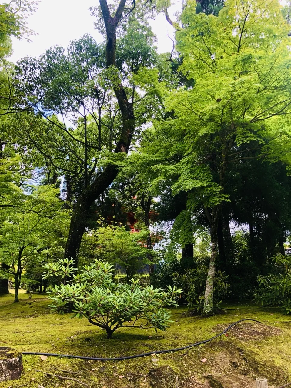 苔に覆われた斜面に低い植込みが一株あり、その背後で数本の幹が傾きながら立ち上がって新緑の枝を広げる。木の間に朱塗りの塔がのぞく。