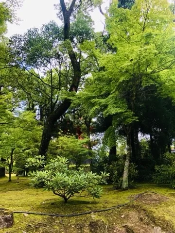 苔に覆われた斜面に低い植込みが一株あり、その背後で数本の幹が傾きながら立ち上がって新緑の枝を広げる。木の間に朱塗りの塔がのぞく。