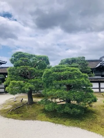 白砂の面の奥に、刈込まれた松が二本並んで枝を横に広げる。背後は白壁と瓦屋根の建物、上は雲の多い空。足元は苔。