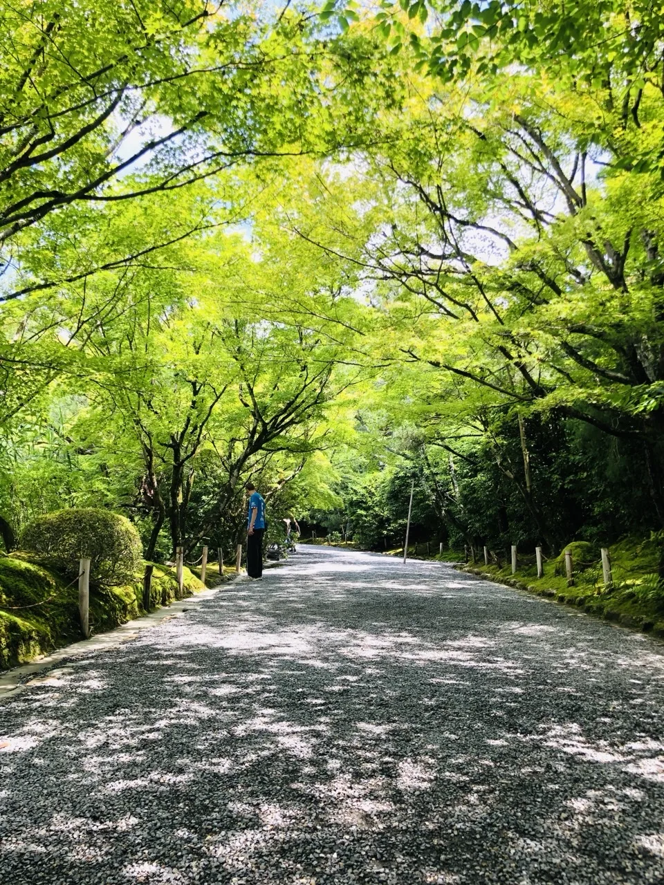 新緑の楓が覆う広い参道。路面一面に木漏れ日の斑が散り、奥に人が歩く。