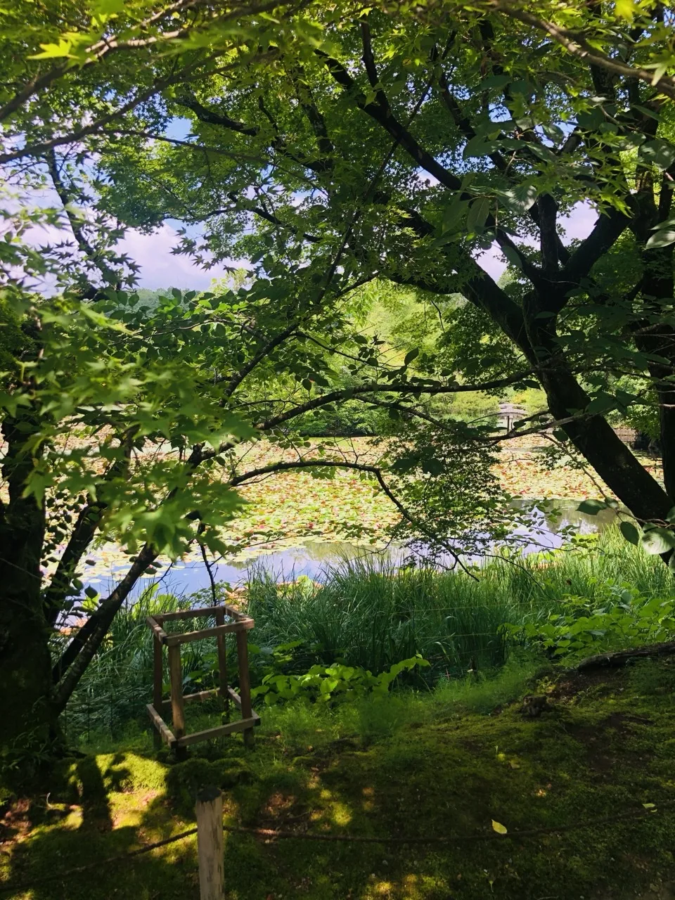 手前の楓の枝葉の間から、睡蓮の葉で覆われた広い池を見下ろす。水面に空の青が映り、対岸右手に白い反り橋がかすかに見える。手前の地面は明るい苔