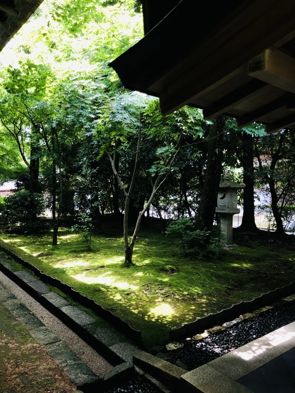 建物の軒の下から見た苔一面の庭。中央に細い幹の楓が立ち、右手に苔むした石灯籠がある。手前は石敷きの縁と黒い玉砂利の雨落ち、苔の上に木漏れ日の光斑が散っている