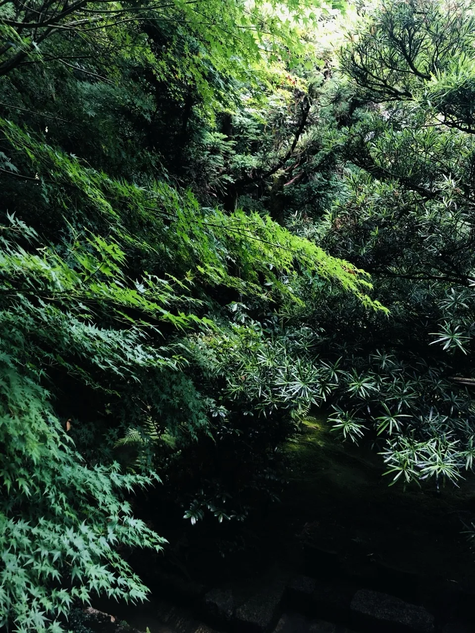 斜面に楓の葉と、細く尖った葉の常緑樹が重なって茂る。下方は暗く、水面が見える。
