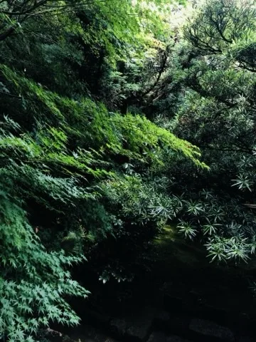 斜面に楓の葉と、細く尖った葉の常緑樹が重なって茂る。下方は暗く、水面が見える。
